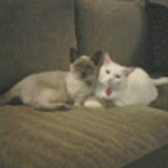 Meet your Posher, Lupe - Picture 1 of 1